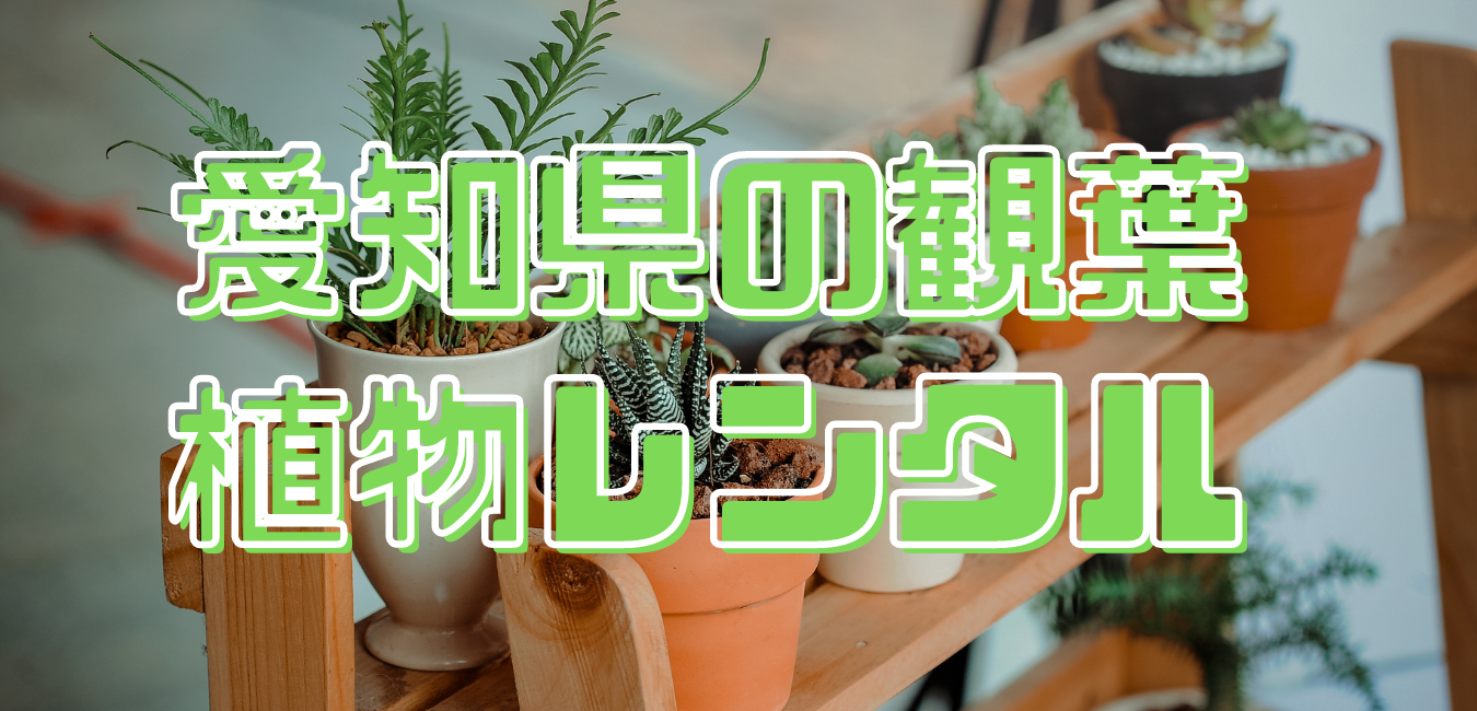 愛知県の観葉植物レンタル